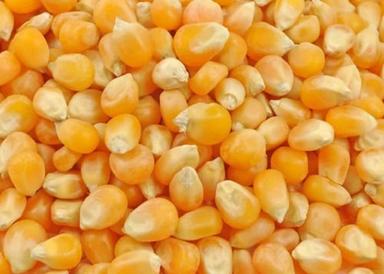 Organic Maize Seed For Eating  Admixture (%): 1%