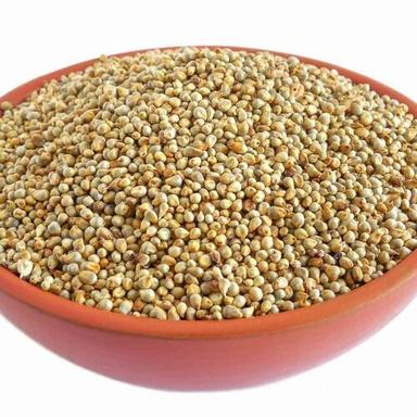 High Protein Indian Pearl Millet