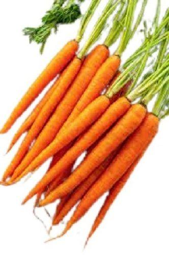 Raw Long Round A-Grade Healthy Edible Nutritious Fresh Carrot For Cooking  Preserving Compound: Dry And Cooling