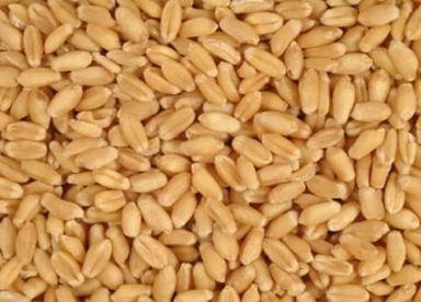 Brown 8% Broken Sunlight Dried Organic Wheat Grain 