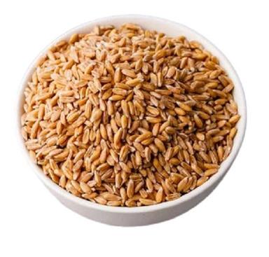 Golden A-Grade Healthy Organic Cultiated Hard Natural Pure Wheat Grains