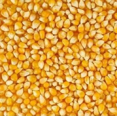 Dried 3 % Moisture Organic Maize Seeds  Admixture (%): 1