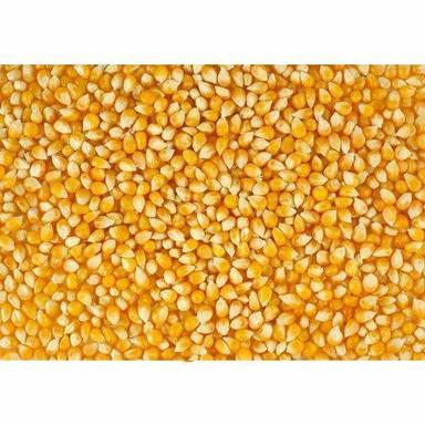 Yellow Maize Seeds For Home, 1 Year Shelf Life