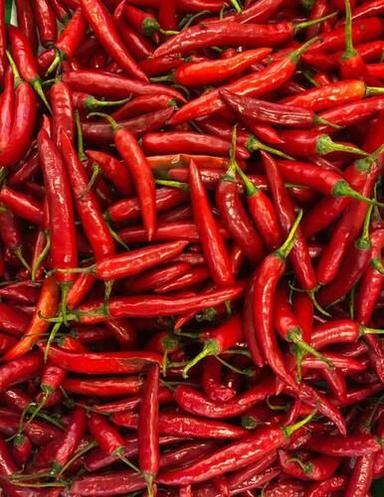 Natural Sun Dried Red Chilli For Cooking And Spices Use