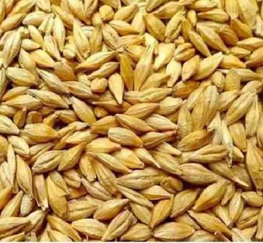 Healthy And Nutritious 99% Pure Organic Dried Raw Barley Seeds Admixture (%): 1%