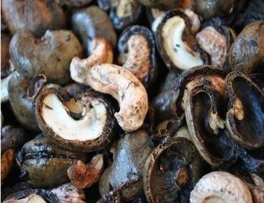 Pure And Dried Common Cultivated Cashew Nut Shell  Broken (%): 5%