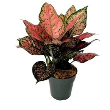 Well Watered Green Nursery Indoor Aglaonema Plant Size: Medium