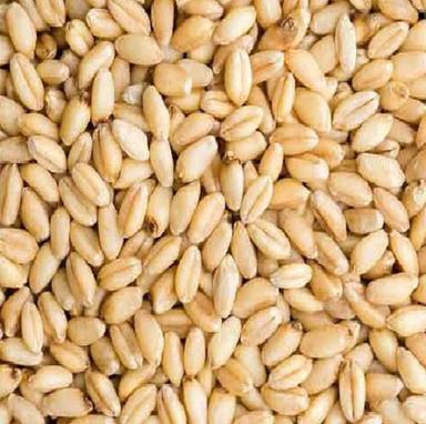 Whole Pure And Dried Sharbati Wheat With 12 Months Shelf Life  Broken (%): 4%