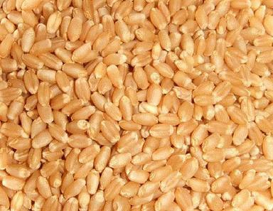 16% Moisture Organic Dried Hard Raw Durum Wheat Broken (%): 3%
