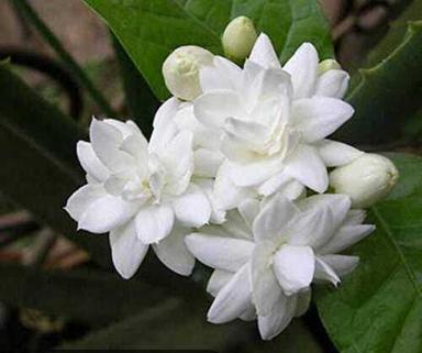 White Jasmine Flower Plant