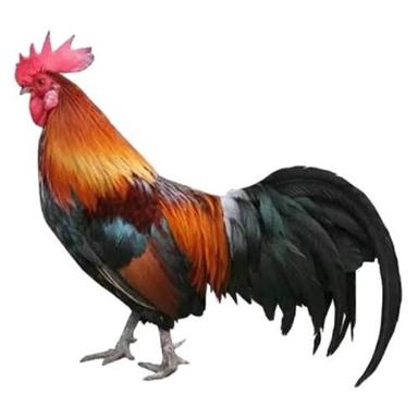 Black And Brown Country Live Chicken Gender: Male