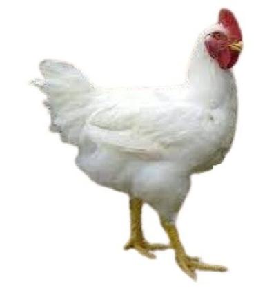 White Live Broiler Chicken  Gender: Female