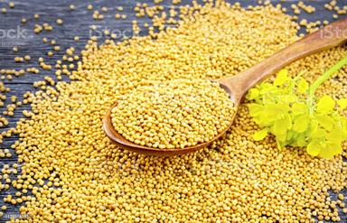 50kilogram Packaging Size Full Matured Yellow Mustard Seeds