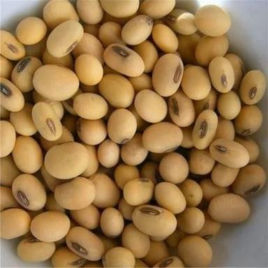 JS-9560 Pure Organic Soybean Seeds For Farming