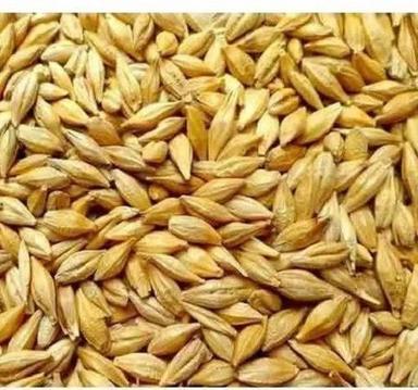 98% Pure Dried Barley Seeds Admixture (%): 10%