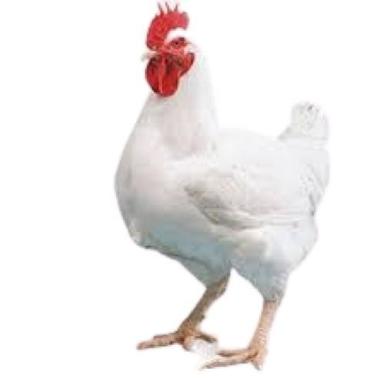 White Broiler Female Live Chicken Weight: 1-1.5  Kilograms (Kg)