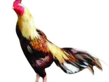Light Yellow Country Live Chicken Gender: Male