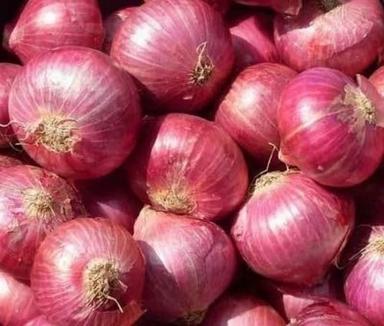 Spherical Shape 10% Moisture Seasoned Raw Red Onion With One Week Shelf Life  Preserving Compound: Cool And Dry Place