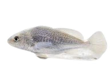 Piece Alive Fresh Whole Water Preserved Croaker Fish