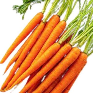 Conical Shape India Origin Orange Fresh Carrot Moisture (%): 87.5%