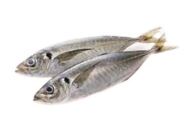 Piece Alive Fresh Whole Water Preserved Horse Mackerel Fish