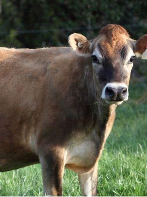  डेयरी फार्मिंग के लिए उच्च दूध देने वाली जर्सी गाय लिंग: महिला