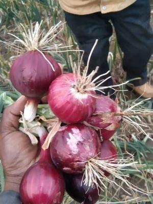 Instant Pesticide Free Fresh Red Onion