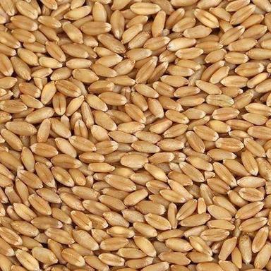 Pure And Dried Raw Whole Commonly Cultivated Wheat Seeds  Admixture (%): 0.6 %