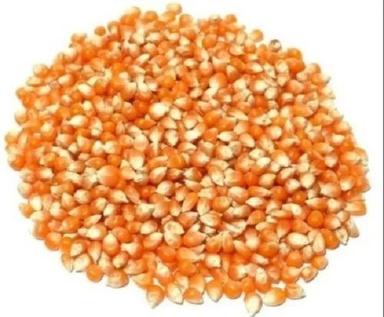 Commonly Cultivated Sunlight Dried Pure Sweet Corn Seed For Agriculture Admixture (%): 1%