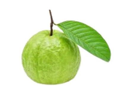 Common Indian Origin Green Round Shape Sweet Tasty Guava 