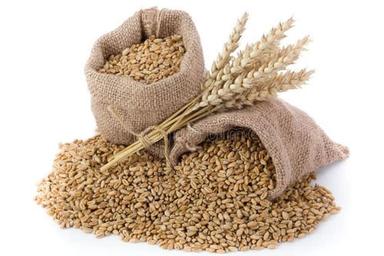 Gluten Free 100% Pure Wheat Seeds For Cooking Use