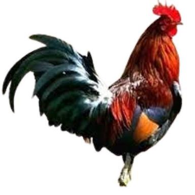 Healthy Brown And Black Country Live Chicken Gender: Male