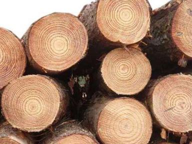 990 Kg/M3 Termite Resistance Round Solid Pine Wood Logs Moisture Content: 2%