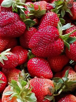 Red Farm Fresh Organic Strawberry Fruit