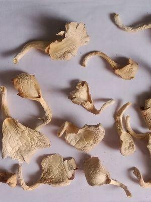 White Chemical Free Processed Cultivation Grade Dried Oyster Mushroom