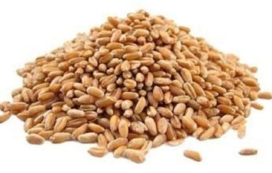 Organic Natural Pure Dietary Fiber Wheat Seeds For Cultivation Admixture (%): 1%