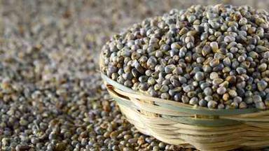 Indian Origin Bajra Seed