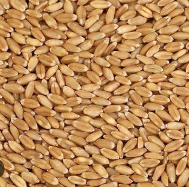 13 Percent Moisture Nutritous High Protein Wheat Grain Broken (%): 1%
