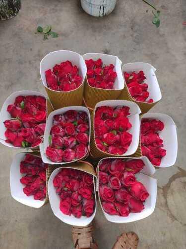  उपहार और घर की सजावट के उपयोग के लिए गुलाबी गुलाब का फूल
