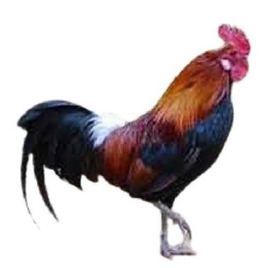 Brown Country Live Chicken  Gender: Male