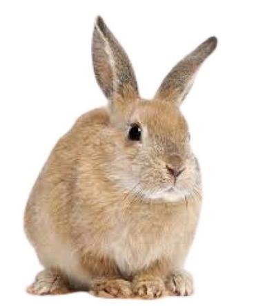 Brown Plain Live Rabbit  Gender: Male