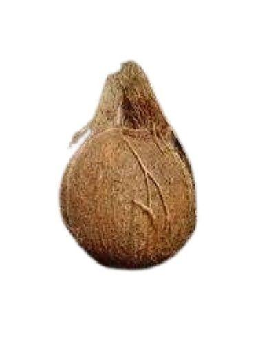 सामान्य गोल आकार का भूरा अर्ध भूरी नारियल 