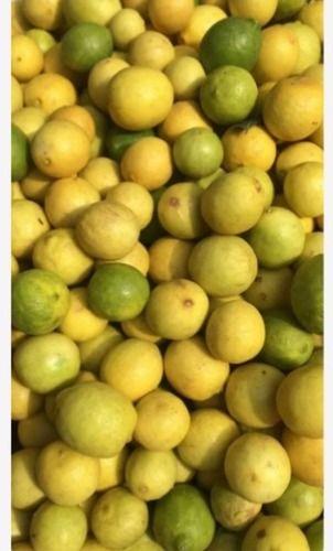Green Or Yellow 95% Maturity Fresh And Natural Organic Lemon