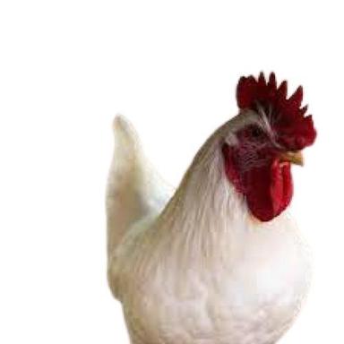 White Broiler Live Chicken Gender: Male