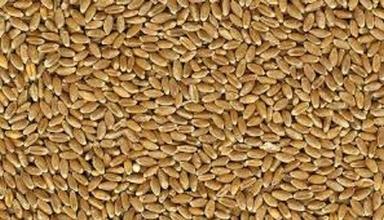Brown Healthy 100 Percent Pure Dried Wheat Broken (%): 1%