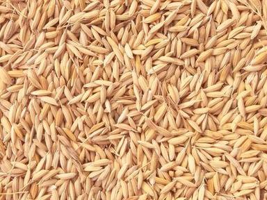 Commonly Cultivated Pure And Dried Edible Non Hybrid Paddy Seed Admixture (%): 0.5%