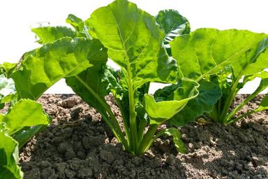 Green 20 Cm Beet Sugar Plant