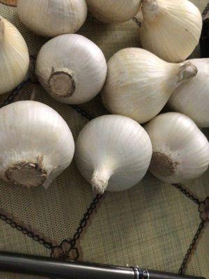 High Nutrition Value Fresh White Garlic