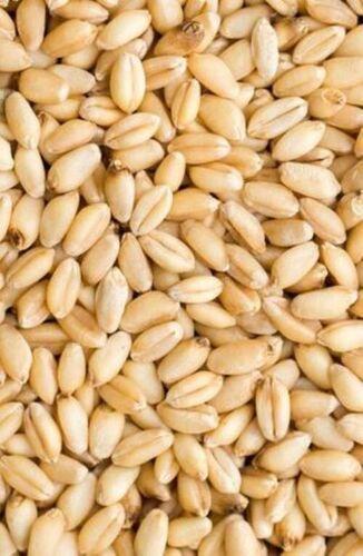Indian Origin Naturally Grown Whole Wheat 