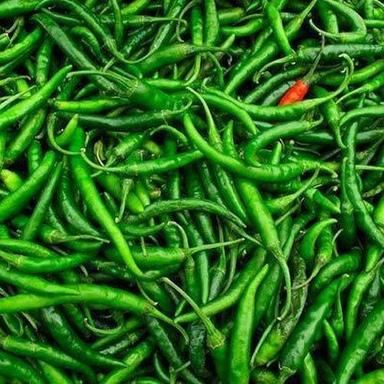 Fresh Spicy Green Chilli For Making Pickles And Cooking